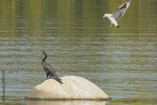 Seagull  say to cormorant it's my rock