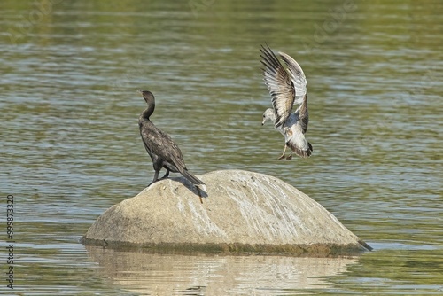 It's my rock mr.Cormorant