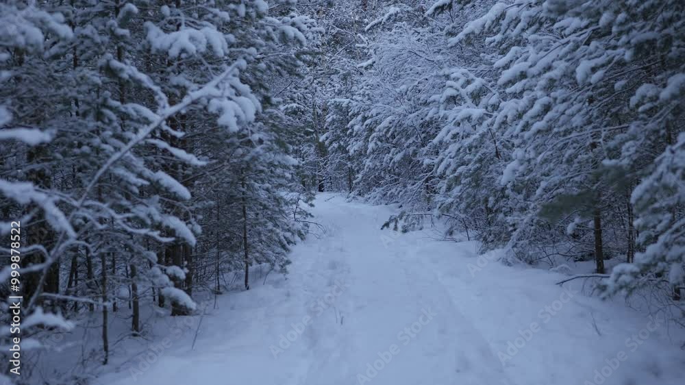 Winter stroll through a snowy forest path in the early afternoon light Winter stroll through a snowy forest path in the early afternoon light