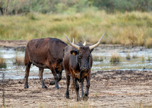 Taureaux de Camargue ( Réduire le bruit, Avec accentuation ) photo