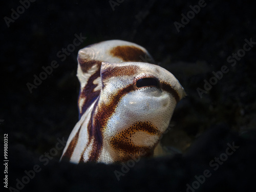 Mimic Octopus in the spotlight (Thaumoctopus mimicus) photo