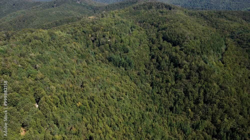 Summer in forest aerial top wide view. Mixed forest, green deciduous trees Summer in forest aerial top wide view. Mixed forest, green deciduous trees
