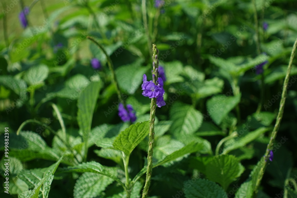 Stachytarpheta jamaicensis.