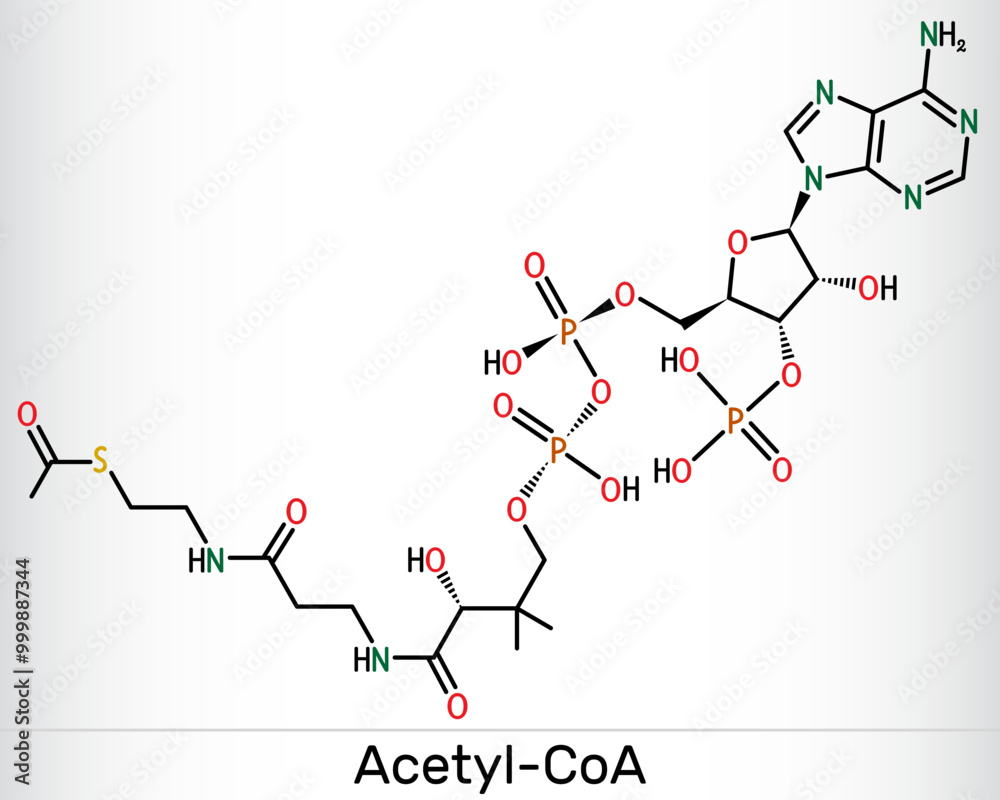 Acetyl-CoA, acetyl coenzyme A molecule. Key coenzyme in fatty acid biosynthesis, Krebs cycle, citric acid cycle. Structural formula. Vector Acetyl-CoA, acetyl coenzyme A molecule. Key coenzyme in fatty acid biosynthesis, Krebs cycle, citric acid cycle. Structural formula. Vector
