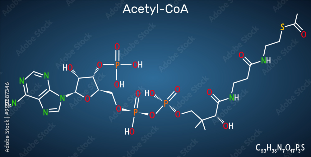 Obraz premium Acetyl-CoA, acetyl coenzyme A molecule. Key coenzyme in fatty acid biosynthesis, Krebs cycle, citric acid cycle. Dark blue background. Vector