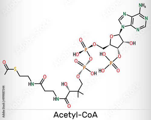Acetyl-CoA, acetyl coenzyme A molecule. Key coenzyme in fatty acid biosynthesis, Krebs cycle, citric acid cycle. Structural formula. Vector