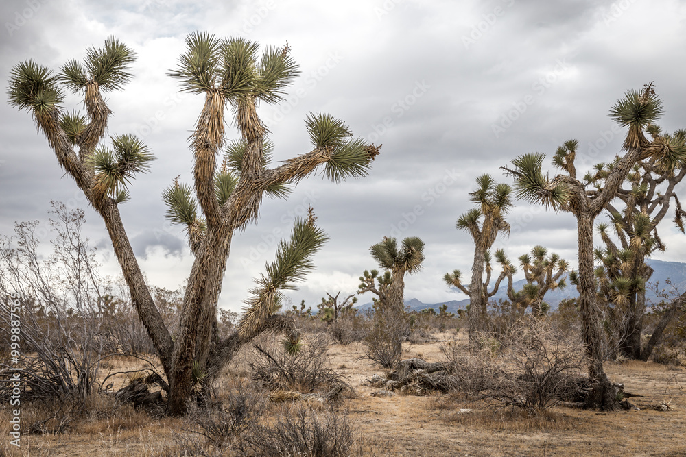 Desert landscape Desert landscape