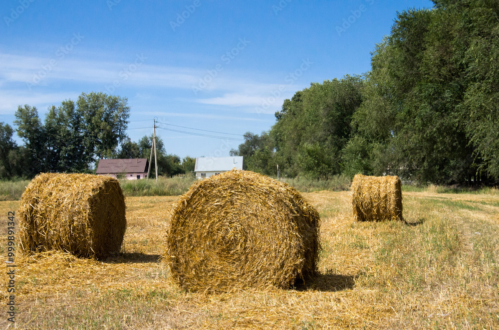 hay bales in the field