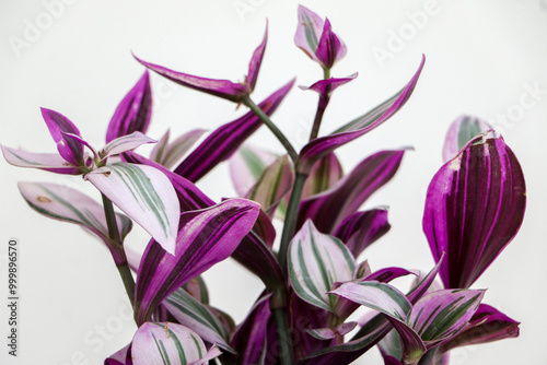 Close up of the texture, pattern and colour of purple and green leaves of a Wandering Jew houseplant (also known as Tradescantia fluminensis), useful as background photo