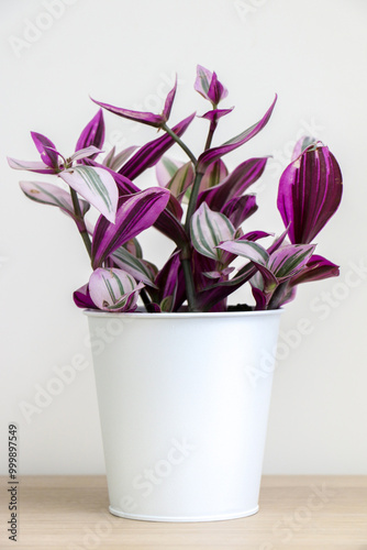 Vertical shot of small Wandering Jew houseplant (also known as Tradescantia fluminensis) with its purple leaves, standing in middle of wooden textured surface against white background