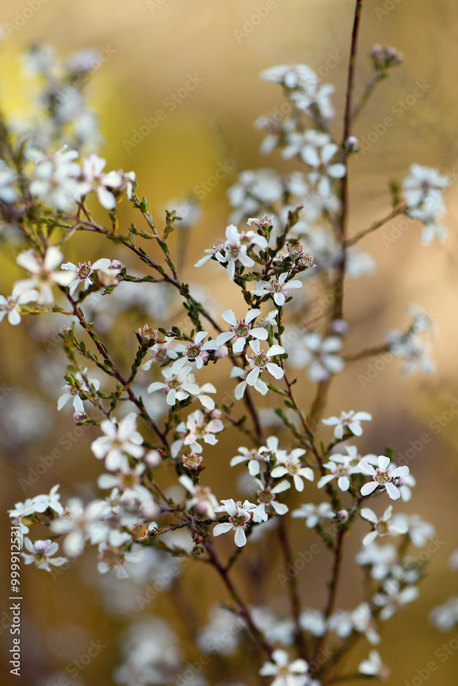 Fototapeta premium White flowers of the Australian native Small Leaved Tea Tree Gaudium parvifolium, family Myrtaceae, in Sydney woodland. Formerly in Leptospermum. Endemic to sclerophyll forest of NSW. 