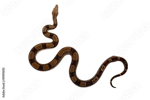 Close-up of a Boa Constrictor on White Background - Isolated Reptile Stock Photo