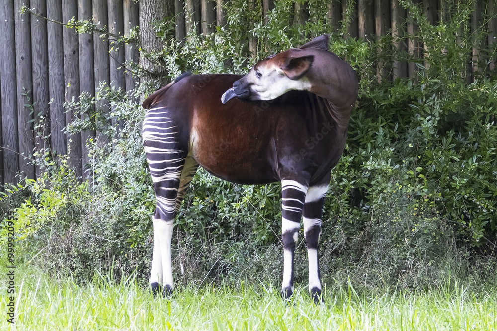Φωτογραφία The okapi (Okapia johnstoni) is an artiodactyl mammal that is endemic to the northeast Democratic Republic of the Congo in central Africa