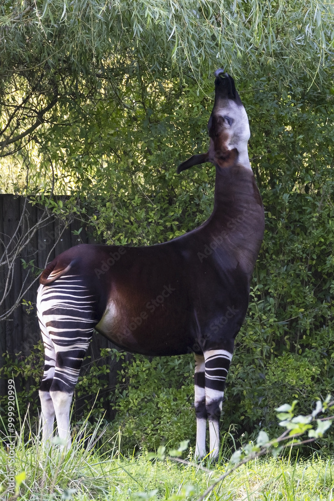 Φωτογραφία The okapi (Okapia johnstoni) is an artiodactyl mammal that is endemic to the northeast Democratic Republic of the Congo in central Africa