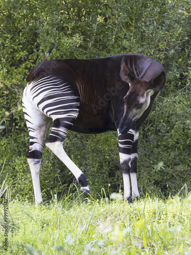 The okapi (Okapia johnstoni) is an artiodactyl mammal that is endemic to the northeast Democratic Republic of the Congo in central Africa.