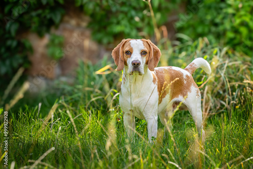 Wallpaper Mural Beagle in the green grass Torontodigital.ca