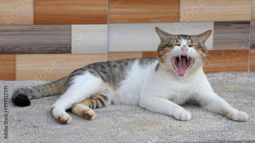 Fotografia photo of a cat gaping
