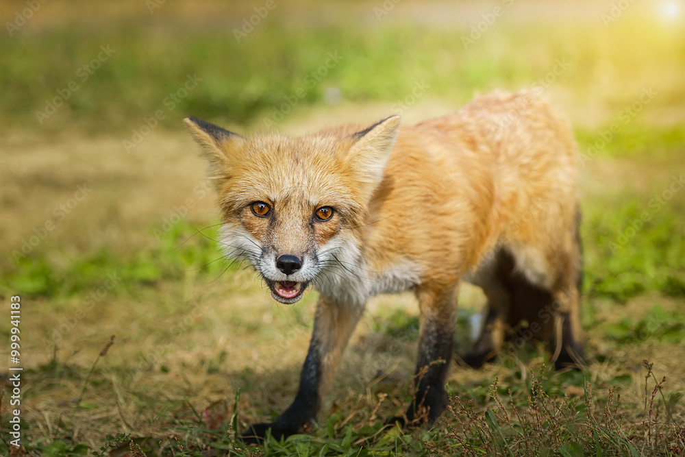 A close up of a Red Fox in the grass A close up of a Red Fox in the grass