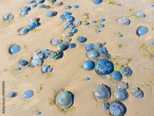 Overhead view of blue jellyfish washed up on a beach in a storm, Fanoe, Jutland, Denmark photo