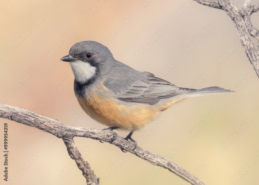 Close-up of a Male rufous whistler (Pachycephala rufiventris) perched on branch in sunlight, Australia Close-up of a Male rufous whistler (Pachycephala rufiventris) perched on branch in sunlight, Australia