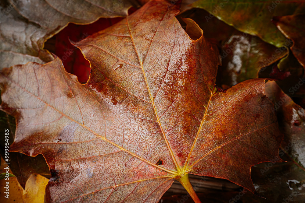 Detailed macro shot of an autumn leaf showing orange hues with visible veins and small water drops. Natural textures and earth tones bring out the beauty of autumn. Detailed macro shot of an autumn leaf showing orange hues with visible veins and small water drops. Natural textures and earth tones bring out the beauty of autumn.