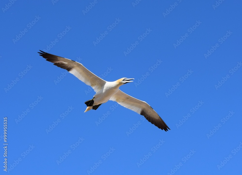 Flying Gannet Bird over the Bonaventure Island in Perce, Gaspesie, Quebec, Canada, with a blue sky Flying Gannet Bird over the Bonaventure Island in Perce, Gaspesie, Quebec, Canada, with a blue sky