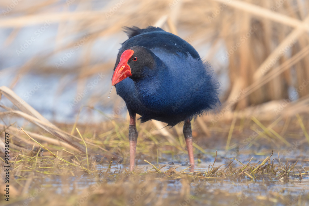 Wild australasian swamphen (Porphyrio melanotus) wading in freshwater wetlands, Australia Wild australasian swamphen (Porphyrio melanotus) wading in freshwater wetlands, Australia