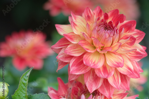 Red dahlia flower background.