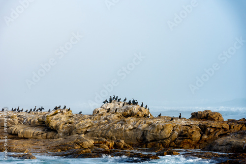 Sea fog (mist) along the West Coast shoreline near Lamberts Bay, Western Cape, South Africa. Cape cormorant or Cape shag (Phalacrocorax capensis) birds perched on rocks.