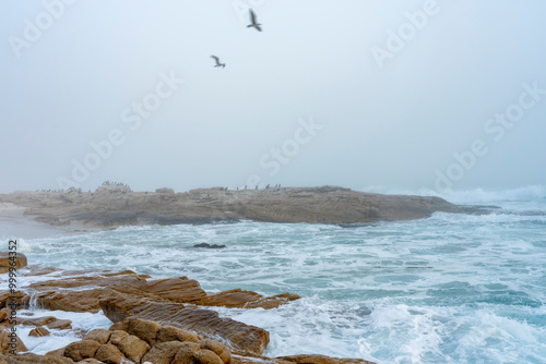 Sea fog (mist) along the West Coast shoreline near Lamberts Bay, Western Cape, South Africa. Cape cormorant or Cape shag (Phalacrocorax capensis) birds perched on rocks.