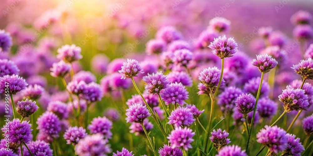 High angle view of purple flowers in a natural meadow background High angle view of purple flowers in a natural meadow background