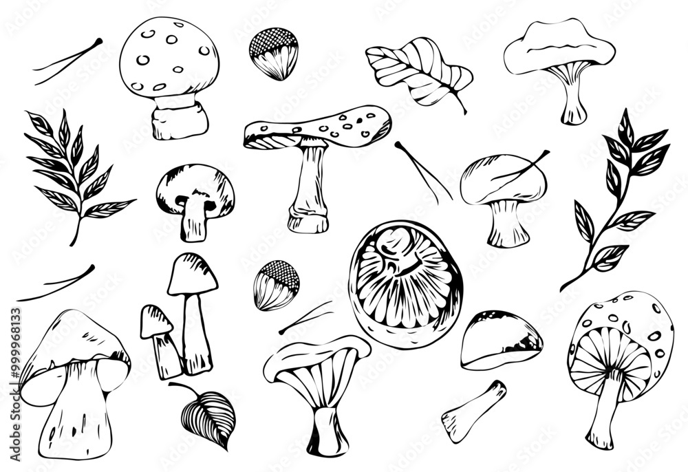 Obraz premium Set of sketches of forest mushrooms of different types