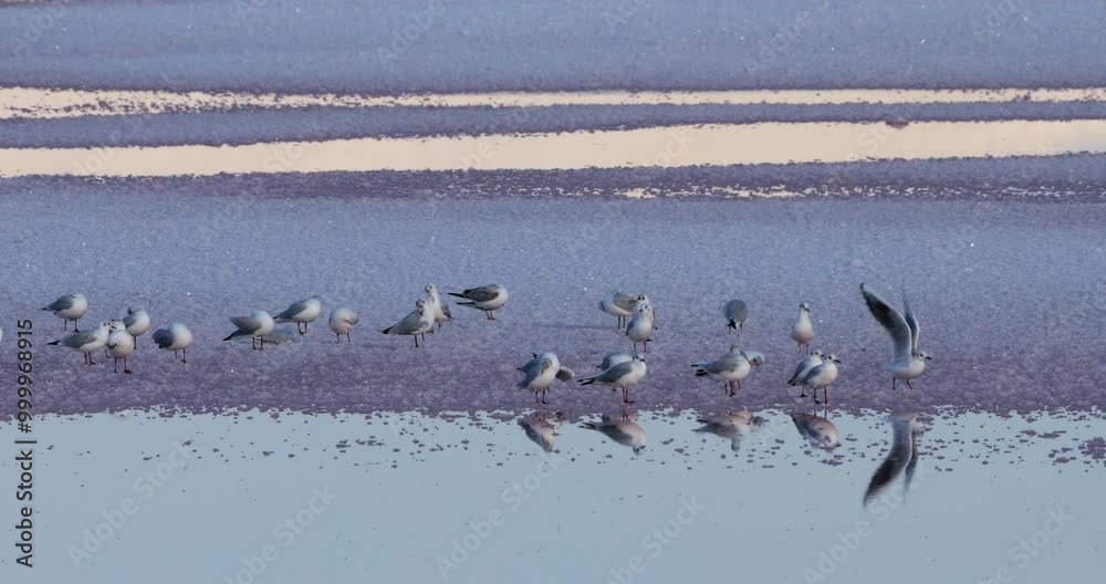 Terns and gulls in the Salt Marshes Of Aigues-Mortes, Gard department, Occitanie in France Terns and gulls in the Salt Marshes Of Aigues-Mortes, Gard department, Occitanie in France