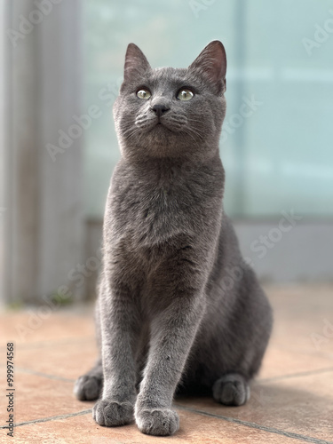 Shorthair grey cat with intense, focused eyes sits calmly on a tiled floor. Cat s sleek fur, quiet confidence and curiosity. Minimalism and simplicity in pet photography. Feline curiosity and photo