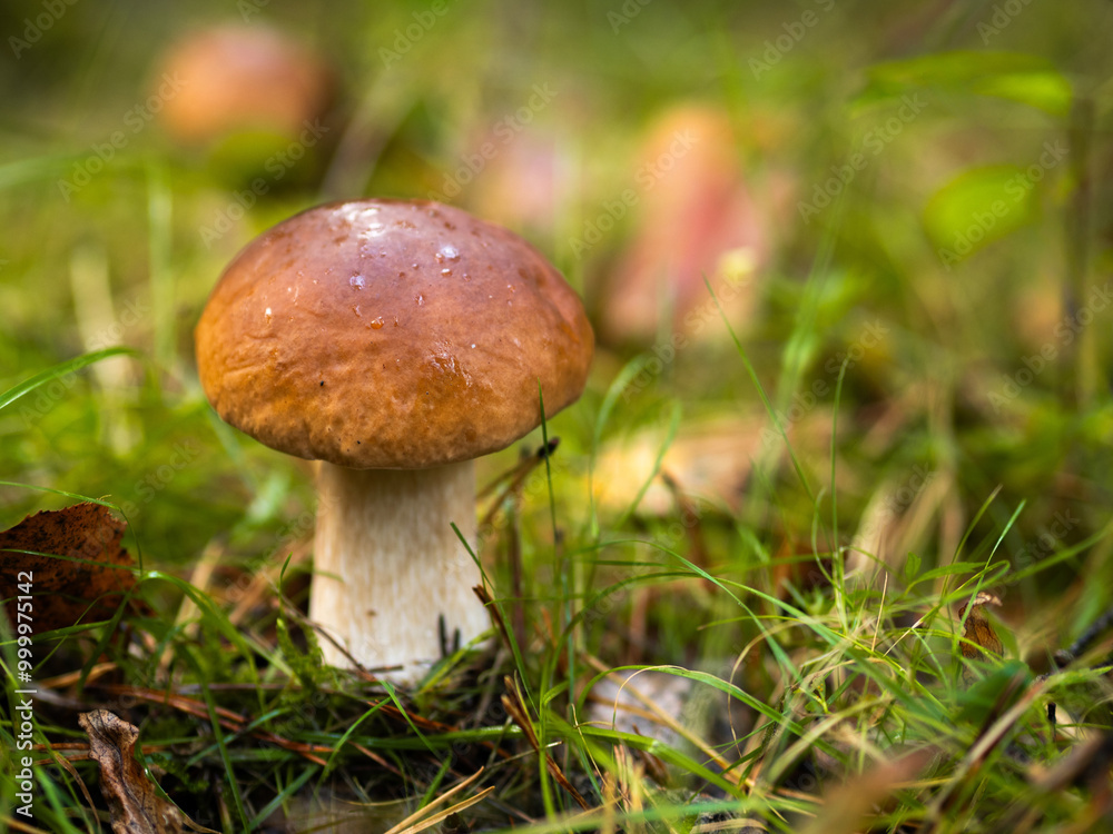 Boletus in the forest, cep, penny bun, porcino, porcini Boletus in the forest, cep, penny bun, porcino, porcini
