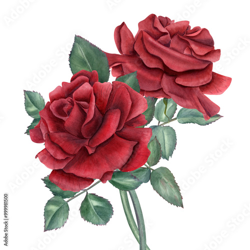 Vintage realistic two garden dark red rose bouquet watercolor illustration. Flowers and green leaves on stem composition for wedding and birthday greetings, memory day cards, invitations