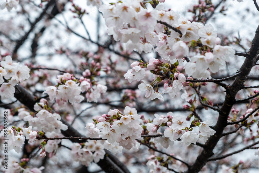 Cherry bloosom, blooming cherry trees closeup. Springtime, sakura tree flowers in Japan Cherry bloosom, blooming cherry trees closeup. Springtime, sakura tree flowers in Japan