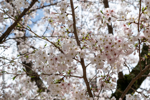 Cherry bloosom, blooming cherry trees closeup. Springtime, sakura tree flowers in Japan photo