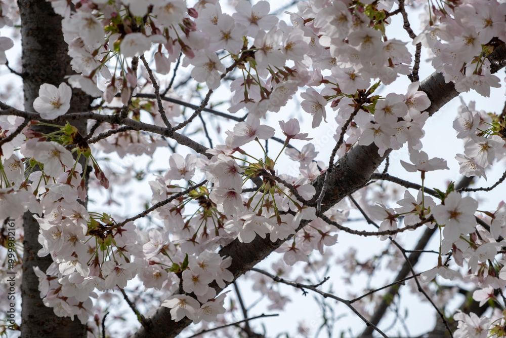 Fototapeta premium Cherry bloosom, blooming cherry trees closeup. Springtime, sakura tree flowers in Japan