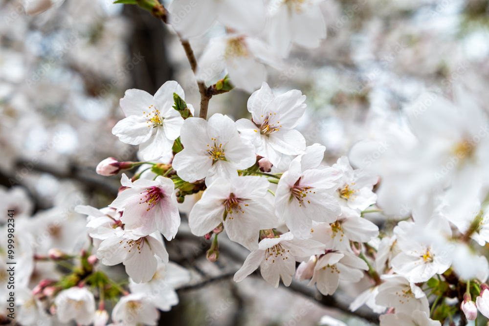 Cherry bloosom, blooming cherry trees closeup. Springtime, sakura tree flowers in Japan Cherry bloosom, blooming cherry trees closeup. Springtime, sakura tree flowers in Japan