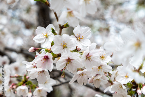 Cherry bloosom, blooming cherry trees closeup. Springtime, sakura tree flowers in Japan photo