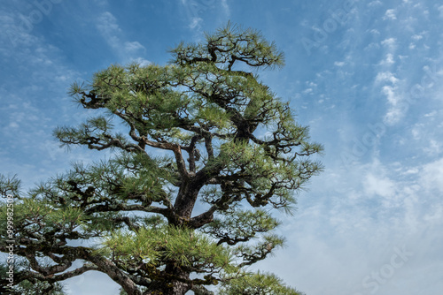 Japanese pine tree, black pine Pinus thunbergii branches and needles on blue sky photo