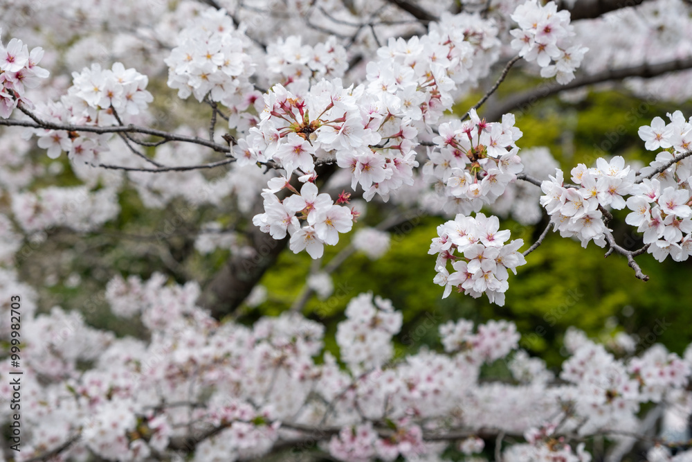 Cherry bloosom, blooming cherry trees closeup. Springtime, sakura tree flowers in Japan Cherry bloosom, blooming cherry trees closeup. Springtime, sakura tree flowers in Japan