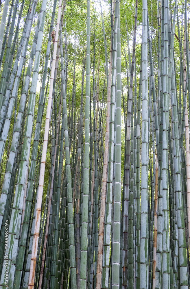 Bamboo Forest, Arashiyama bamboo grove or Sagano bamboo forest in Kyoto, Japan. Bamboo Forest, Arashiyama bamboo grove or Sagano bamboo forest in Kyoto, Japan.