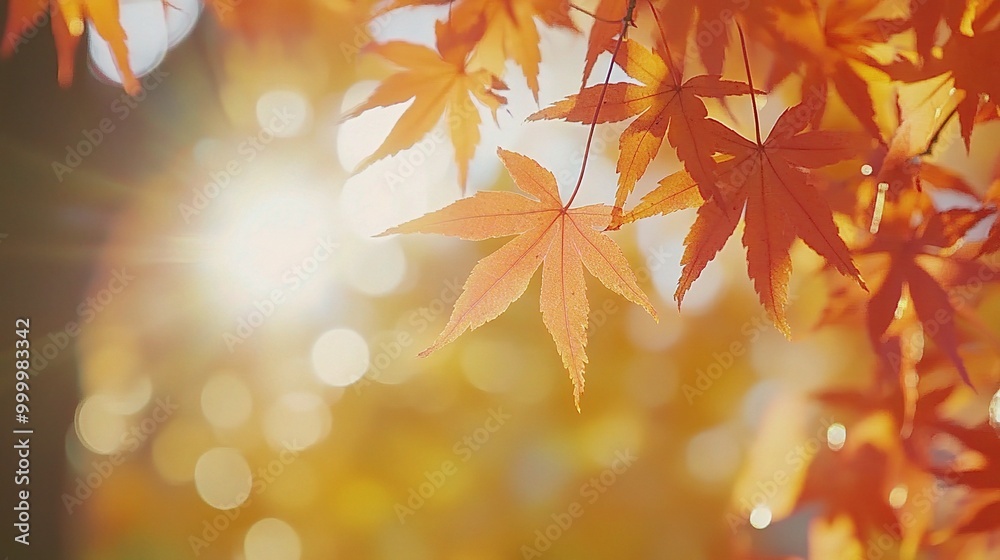 Beautiful Autumn Leaves with Soft Sunlight Beautiful Autumn Leaves with Soft Sunlight