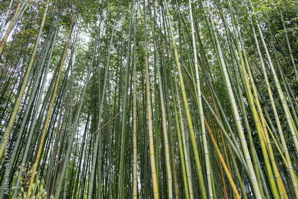 Bamboo Forest, Arashiyama bamboo grove or Sagano bamboo forest in Kyoto, Japan. Bamboo Forest, Arashiyama bamboo grove or Sagano bamboo forest in Kyoto, Japan.
