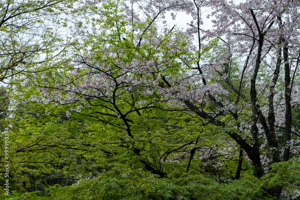 Blooming cherry tree in a Japanese garden, cloudy sky. Sakura flowers, spring day in Japan Blooming cherry tree in a Japanese garden, cloudy sky. Sakura flowers, spring day in Japan