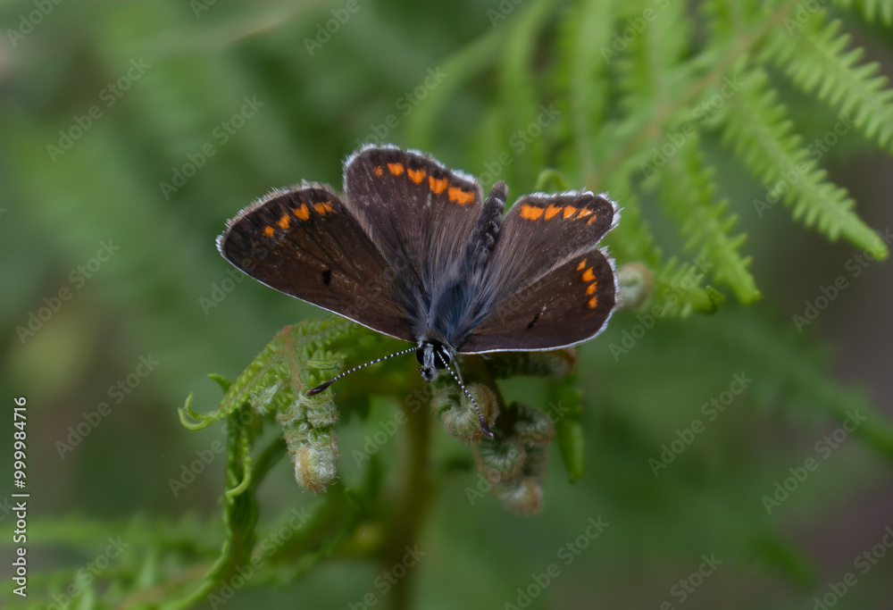 Fototapeta premium Collier-de-corail ou Aricia agestis