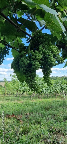 grapes detail look on fruits on vineyard photo