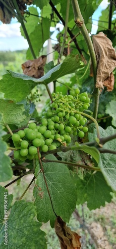 grapes detail look on fruits on vineyard photo